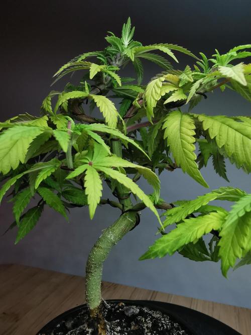 Tropical Spritzer 1 /FC-E4800 /90x60x140. Week 9
