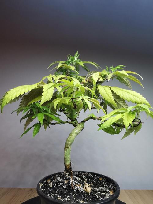 Tropical Spritzer 1 /FC-E4800 /90x60x140. Week 9