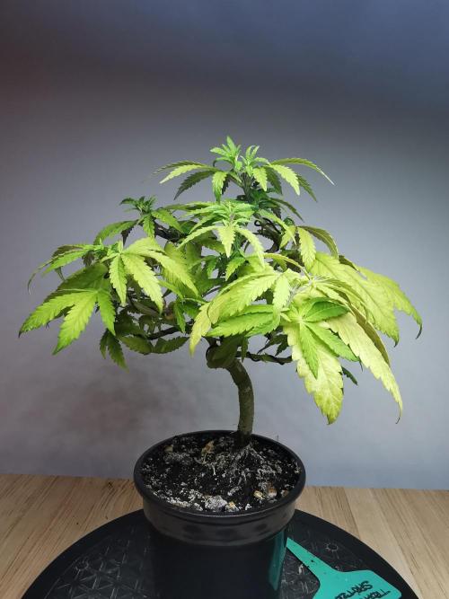 Tropical Spritzer 1 /FC-E4800 /90x60x140. Week 9