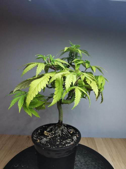 Tropical Spritzer 1 /FC-E4800 /90x60x140. Week 9