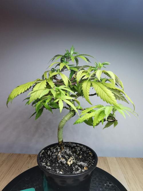 Tropical Spritzer 1 /FC-E4800 /90x60x140. Week 9