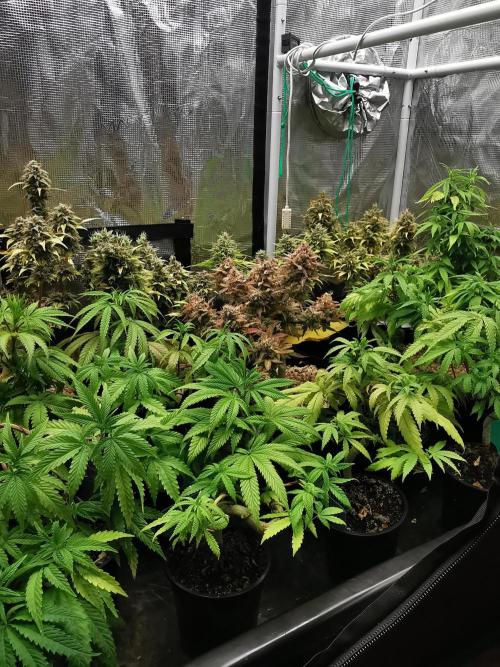 Tropical Spritzer 1 /FC-E4800 /90x60x140. Week 9