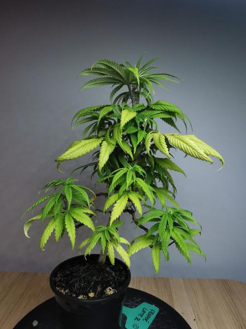Frappe Late Z  1 / FC-E4800 / 90x60x140. Week 9