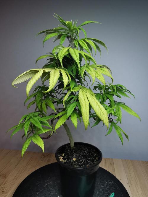 Frappe Late Z  1 / FC-E4800 / 90x60x140. Week 9