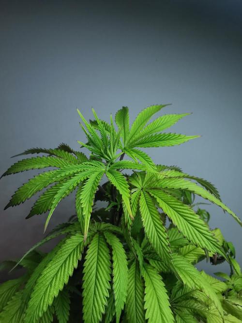 Frappe Late Z  2 / FC-E4800 / 90x60x140. Week 9