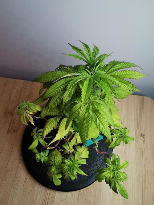 Frappe Late Z  2 / FC-E4800 / 90x60x140. Week 9