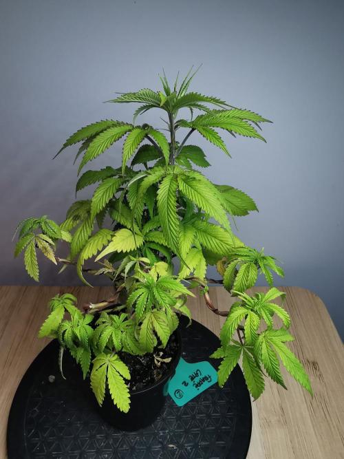 Frappe Late Z  2 / FC-E4800 / 90x60x140. Week 9