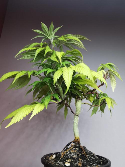 Frappe Late Z  2 / FC-E4800 / 90x60x140. Week 9