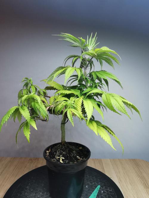 Frappe Late Z  2 / FC-E4800 / 90x60x140. Week 9