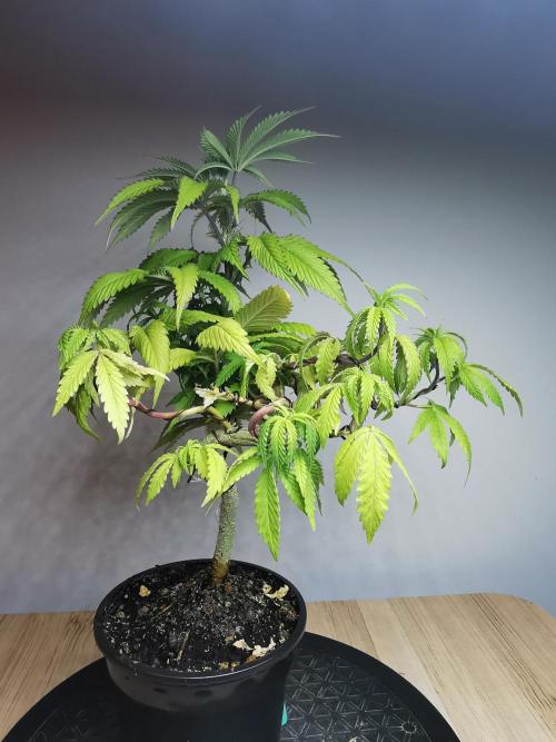 Frappe Late Z  2 / FC-E4800 / 90x60x140. Week 9