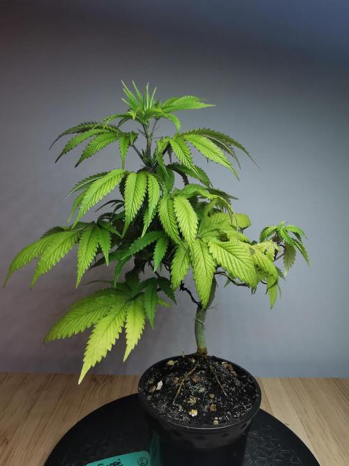 Frappe Late Z  2 / FC-E4800 / 90x60x140. Week 9