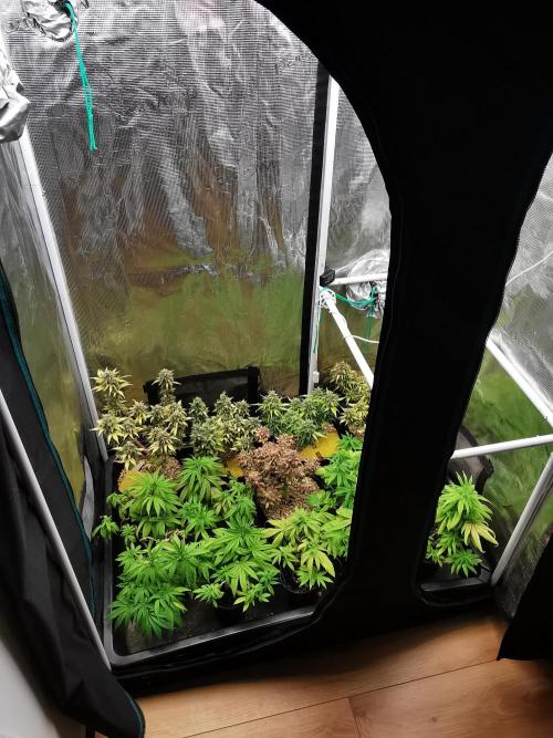 Frappe Late Z  2 / FC-E4800 / 90x60x140. Week 9