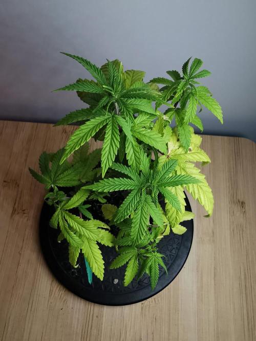 Frappe Late Z  3 / FC-E4800 /90x60x140. Week 9