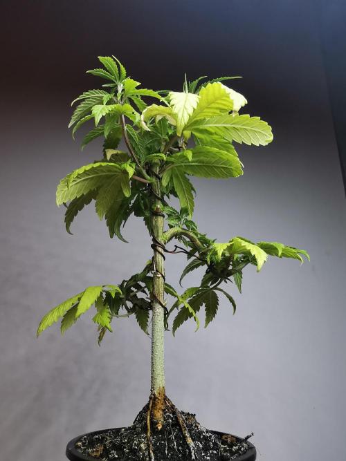 Frappe Late Z  3 / FC-E4800 /90x60x140. Week 9