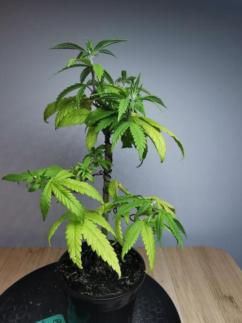 Frappe Late Z  3 / FC-E4800 /90x60x140. Week 9
