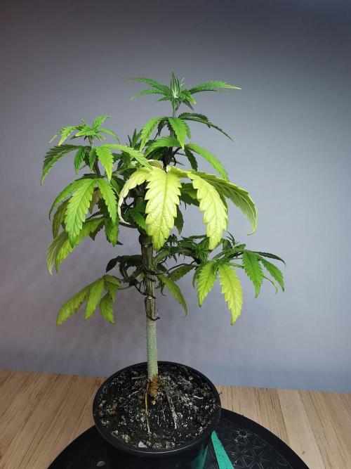 Frappe Late Z  3 / FC-E4800 /90x60x140. Week 9