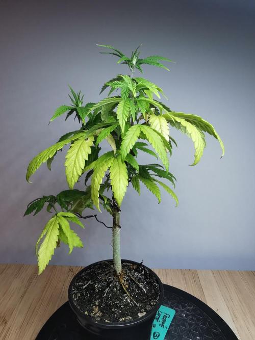 Frappe Late Z  3 / FC-E4800 /90x60x140. Week 9
