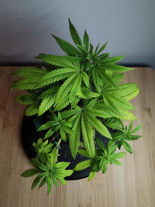 Frappe Late Z  4 / FC-E4800 / 90x60x140. Week 9