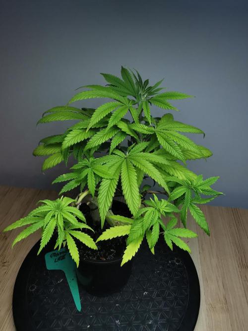 Frappe Late Z  4 / FC-E4800 / 90x60x140. Week 9