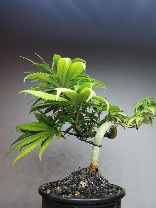 Frappe Late Z  4 / FC-E4800 / 90x60x140. Week 9