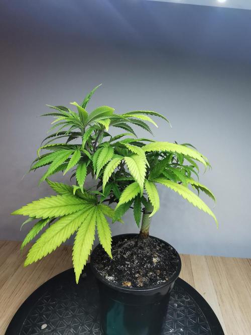Frappe Late Z  4 / FC-E4800 / 90x60x140. Week 9