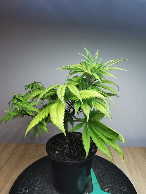 Frappe Late Z  4 / FC-E4800 / 90x60x140. Week 9