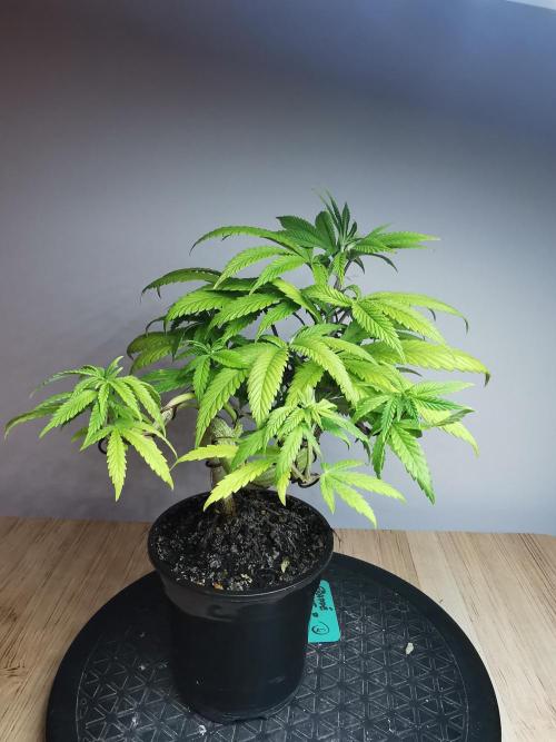 Frappe Late Z  4 / FC-E4800 / 90x60x140. Week 9