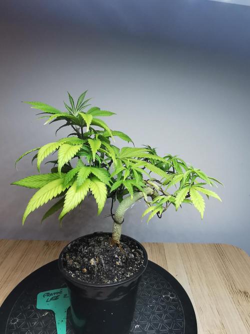 Frappe Late Z  4 / FC-E4800 / 90x60x140. Week 9