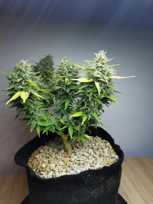 Apple Betty auto / FC-E4800 / 90x60x140. Week 12