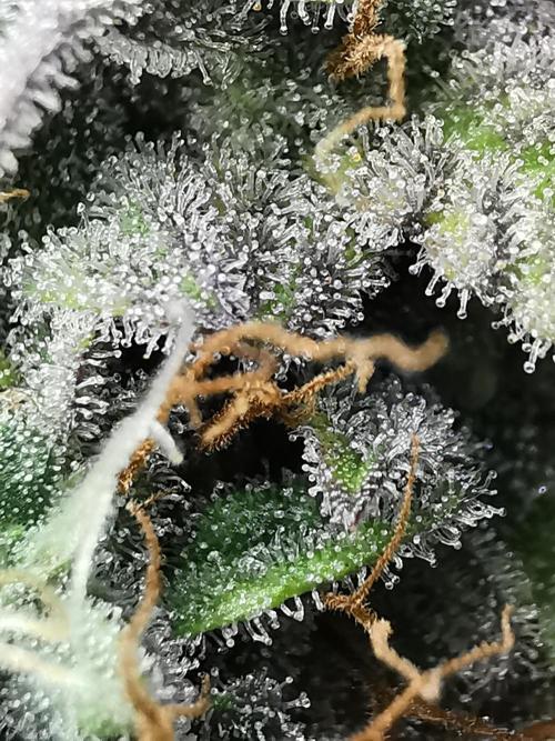 Big Demon auto / FC-E4800 / 90x60x140. Week 12