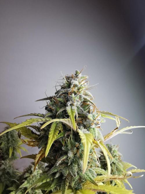 Big Demon auto / FC-E4800 / 90x60x140. Week 12