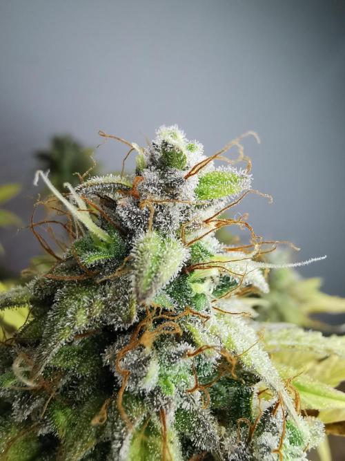 Big Demon auto / FC-E4800 / 90x60x140. Week 12