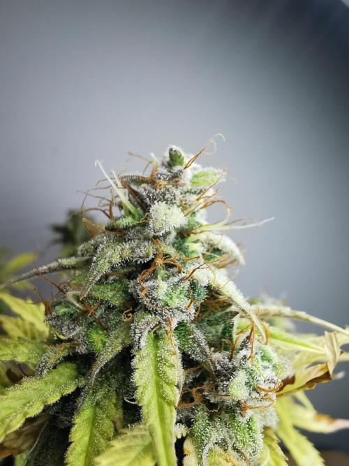 Big Demon auto / FC-E4800 / 90x60x140. Week 12