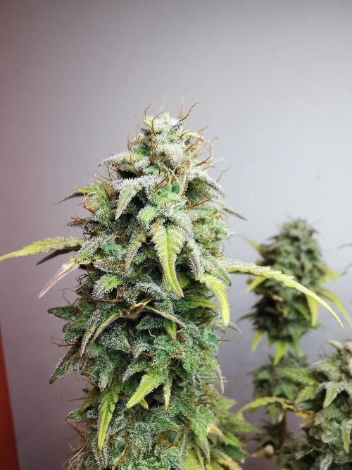 Big Demon auto / FC-E4800 / 90x60x140. Week 12
