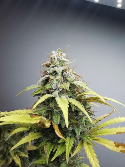 Big Demon auto / FC-E4800 / 90x60x140. Week 12