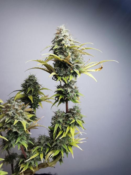 Big Demon auto / FC-E4800 / 90x60x140. Week 12