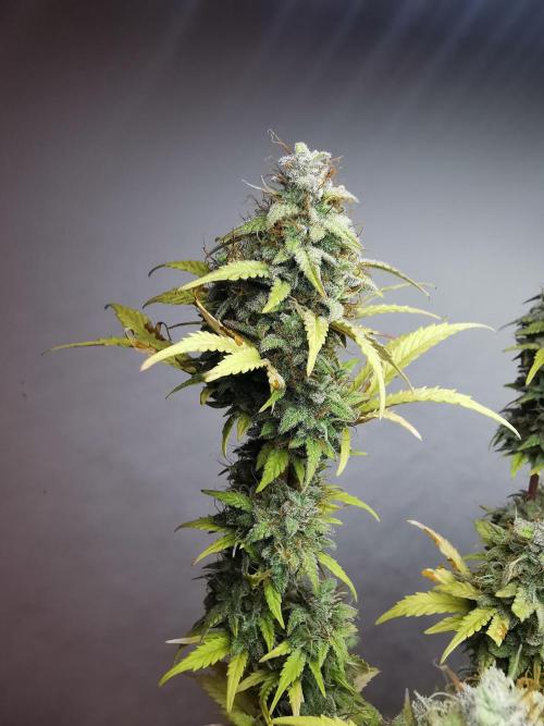 Big Demon auto / FC-E4800 / 90x60x140. Week 12