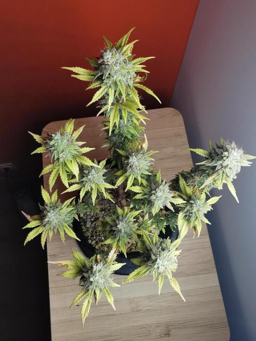 Big Demon auto / FC-E4800 / 90x60x140. Week 12