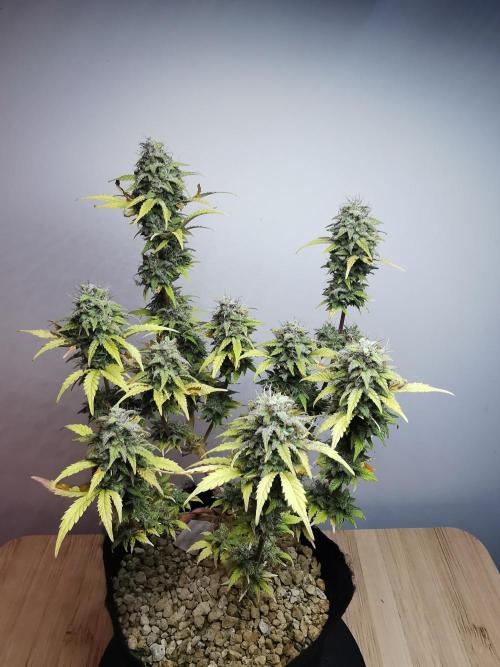 Big Demon auto / FC-E4800 / 90x60x140. Week 12