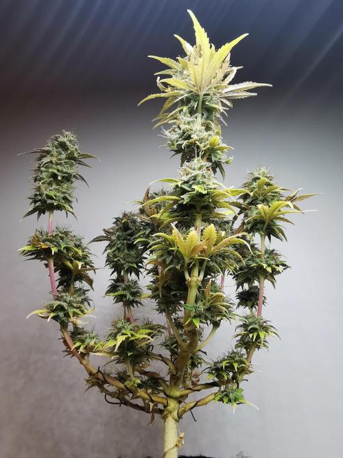 Big Demon auto / FC-E4800 / 90x60x140. Week 12