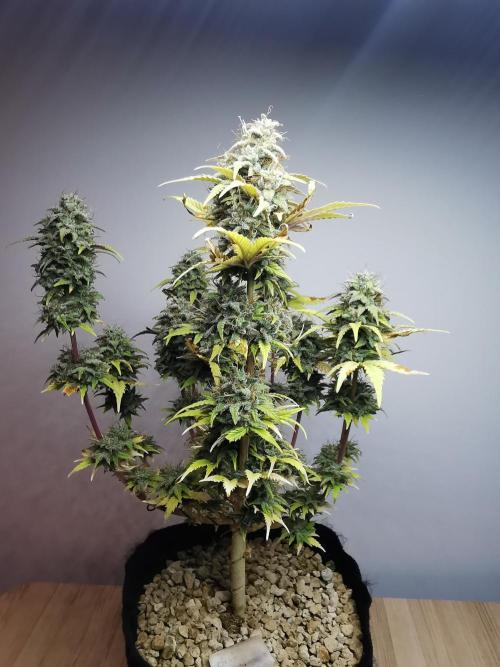 Big Demon auto / FC-E4800 / 90x60x140. Week 12