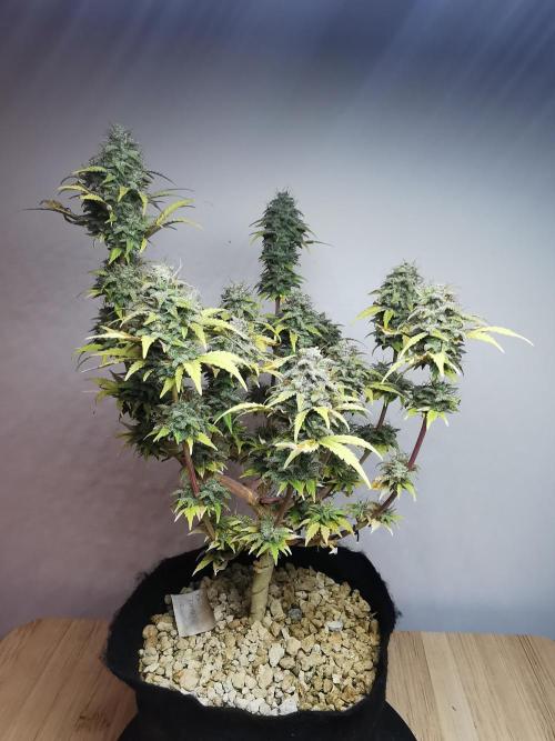 Big Demon auto / FC-E4800 / 90x60x140. Week 12