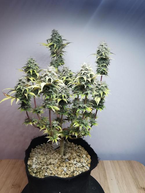 Big Demon auto / FC-E4800 / 90x60x140. Week 12