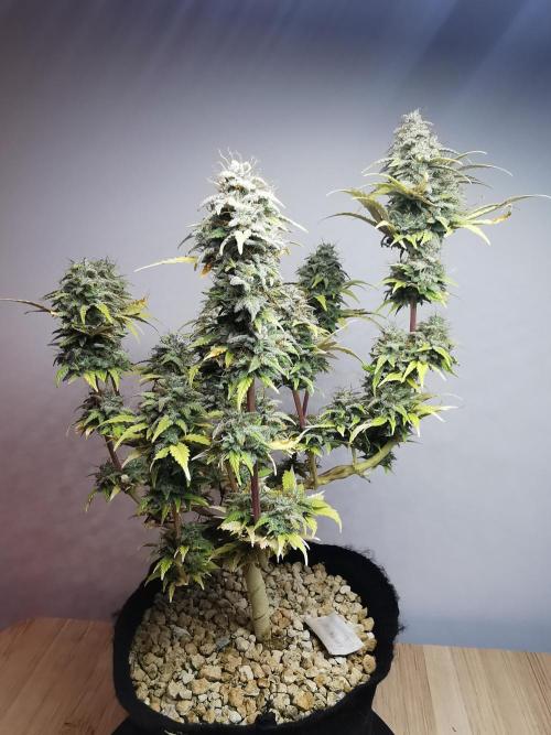 Big Demon auto / FC-E4800 / 90x60x140. Week 12