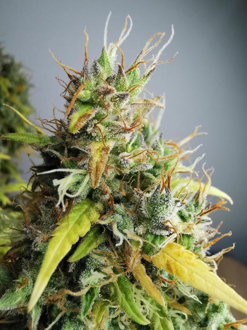 Devil XL auto / FC-E4800 / 90x60x140. Week 12
