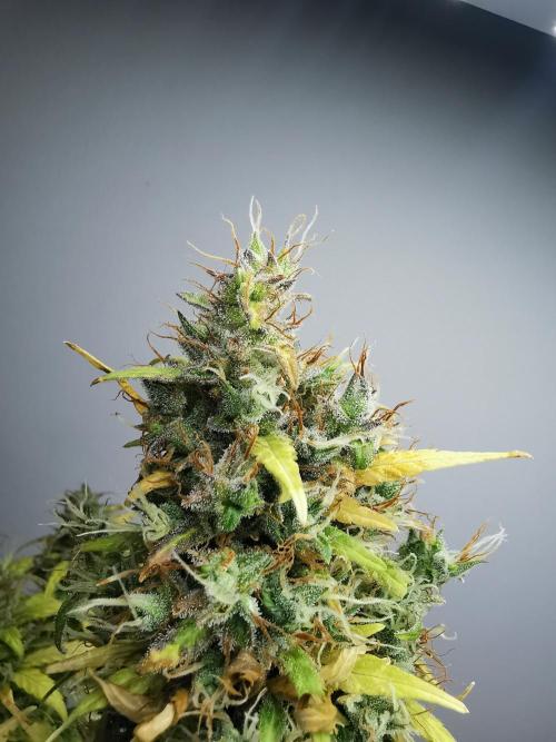 Devil XL auto / FC-E4800 / 90x60x140. Week 12