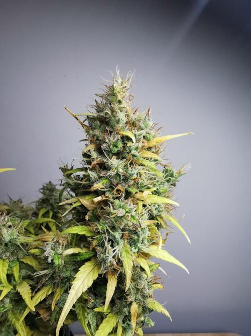 Devil XL auto / FC-E4800 / 90x60x140. Week 12
