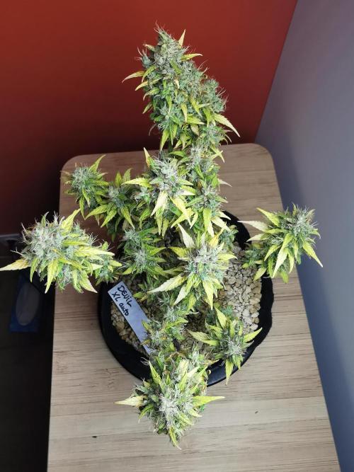 Devil XL auto / FC-E4800 / 90x60x140. Week 12