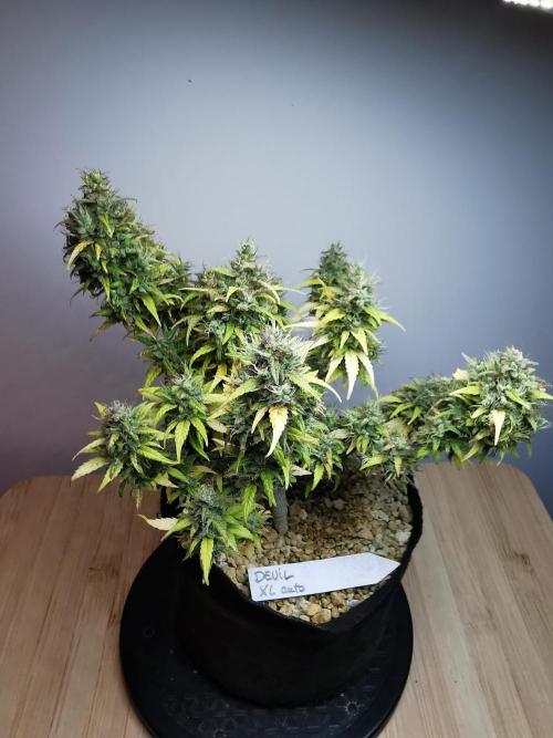 Devil XL auto / FC-E4800 / 90x60x140. Week 12