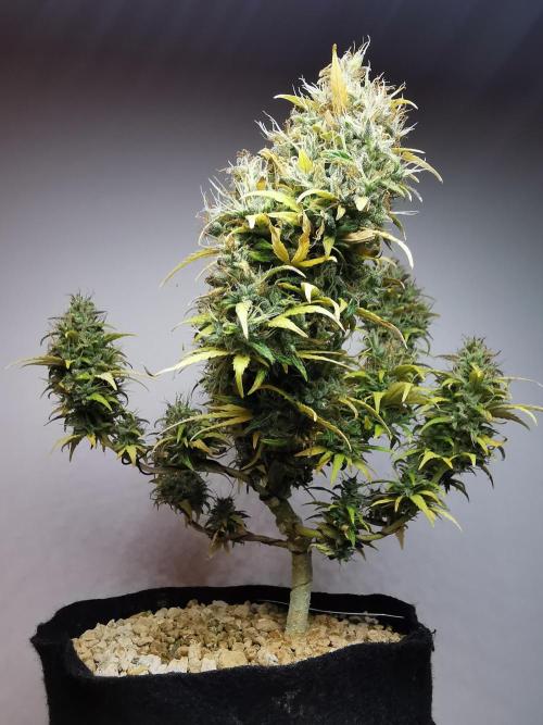 Devil XL auto / FC-E4800 / 90x60x140. Week 12